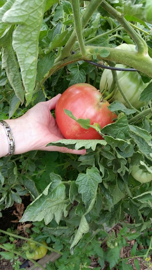 Non-Profit Garden to Feed Homeless in Longmont, CO. Gardened by Hope & Hoes