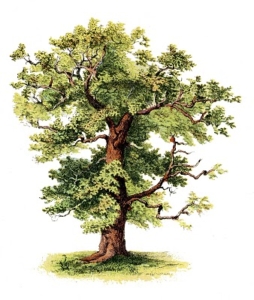Green Tree4