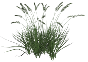 Tall Grass-8 (Large)