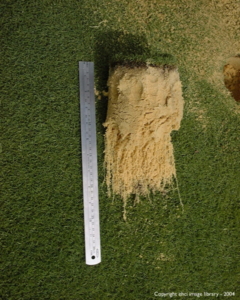 2004 Turf Trials - Treated