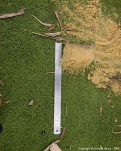2004 Turf Trials - Untreated