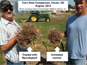 corn-roots-comparison-with-mycoapply