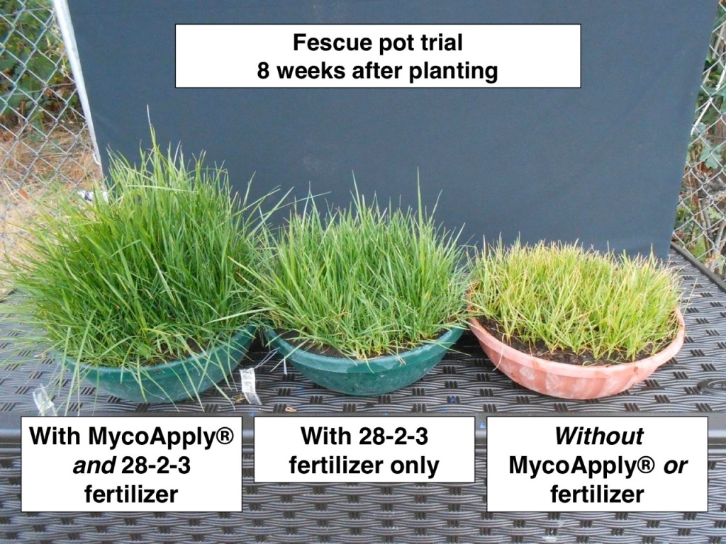 fescue-pot-trial