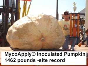pumpkin-with-mycoapply-endo-plus
